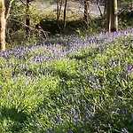 Woodmans Huts Campsite